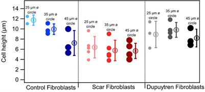 Corrigendum: Rheological comparison between control and Dupuytren fibroblasts when plated in circular micropatterns using atomic force microscopy